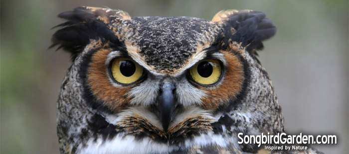 Owl Houses - Owl Nesting Box